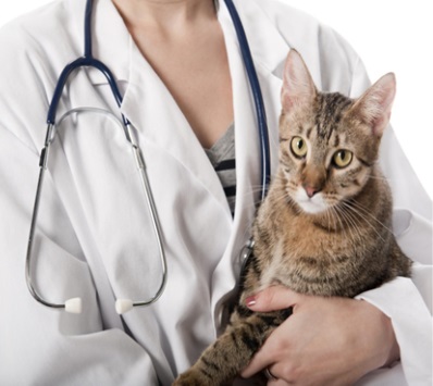 Cat Vaccination , Cat , Cats , cat health , cat care