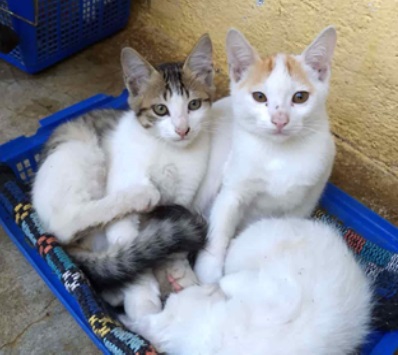 Cat Vaccination , Cat , Cats , cat Adoption, Cat Care